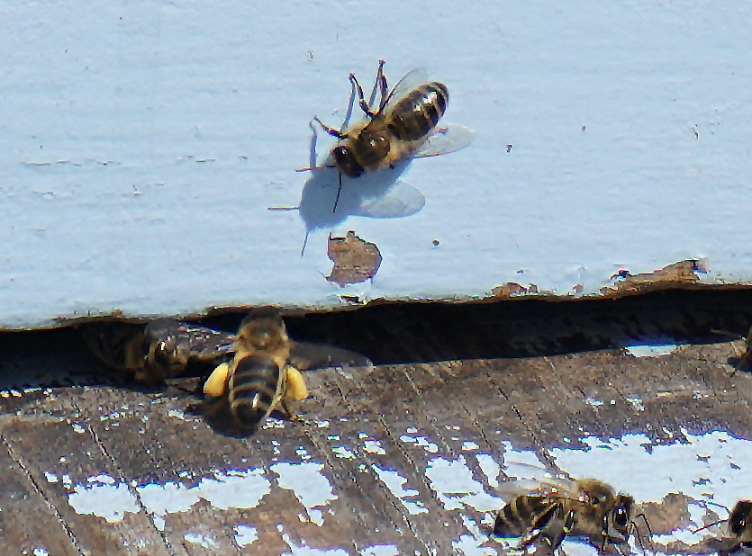 L’attribut alt de cette image est vide, son nom de fichier est abeille-ruche-.jpg.